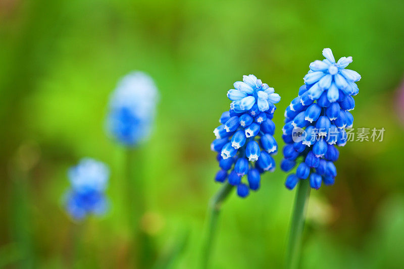 Muscari Armeniacum花